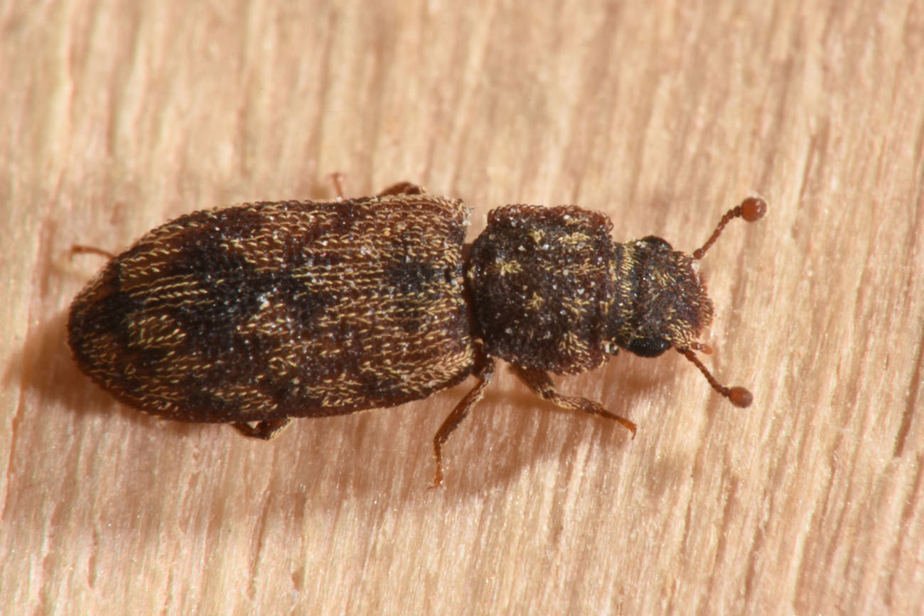 Zopheridae: Synchita undata (cfr.)